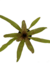 Bromélia Lemon Pepper - Vaso Elegance Floral - Café Imperial - comprar online