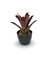 Bromélia Fenda Rosa - Vaso Elegance Redondo 2 - Preto Onix