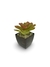 Bromélia Luz do Amanhã - Vaso Elegance Quadrado 1 - Café Imperial