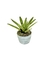 Bromélia Pinta Negra - Vaso Elegance Redondo 1 - Branco Carrara
