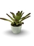 Bromélia Canela Preta - Vaso Elegance Redondo 2 - Branco