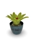 Bromélia Watermelon - Vaso Elegance Redondo 3 - Verde Guatemala