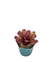 Bromélia Rosa Delicada - Vaso Elegance Floral - Verde Guatemala - loja online