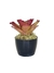 Bromélia Rosa Delicada - Vaso Elegance Redondo 1 - Preto Onix