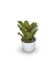 Bromélia Di Cássia - Vaso Elegance Redondo 1 - Branco