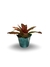 Bromélia Neocollor - Vaso Elegance Floral - Verde Guatemala