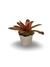 Bromélia Neocollor - Vaso Elegance Floral - Travertino