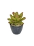 Bromélia Carolinae - Vaso Elegance Redondo 3 - Verde Oliva
