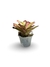 Bromélia Pink e Green - Vaso Elegance Floral - Branco Carrara