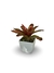 Bromélia Neocollor - Vaso Elegance Quadrado 2 - Branco