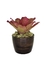 Bromélia Rosa Delicada - Vaso Elegance Redondo 1 - Café Imperial