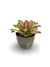 Bromélia Multicollor - Vaso Elegance Redondo 3 - Café Imperial