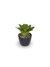 Bromélia NeoGreen - Vaso Elegance Redondo 1 - Preto Onix