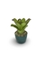 Bromélia Di Cássia - Vaso Elegance Redondo 1 - Verde Guatemala