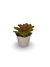 Bromélia Luz do Amanhã - Vaso Elegance Floral - Travertino