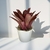 Bromélia Dominó - Vaso Elegance Floral - Branco na internet