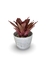 Bromélia Dominó - Vaso Elegance Redondo 3 - Branco Carrara