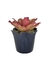 Bromélia Rosa Delicada - Vaso Elegance Floral - Preto Onix - Arbo