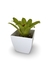 Bromélia Watermelon - Vaso Elegance Quadrado 3 - Branco na internet