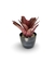 Bromélia Dominó - Vaso Elegance Redondo 2 - Preto Onix