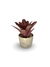 Bromélia Dominó - Vaso Elegance Redondo 2 - Travertino