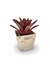 Bromélia Dominó - Vaso Elegance Quadrado 3 - Travertino