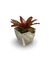 Bromélia Neocollor - Vaso Elegance Quadrado 3 - Travertino