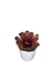 Bromélia Rosa Delicada - Vaso Elegance Floral - Branco Carrara