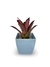 Bromélia Fenda Rosa - Vaso Elegance Quadrado 3 - Azul Bebê