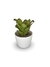 Bromélia Di Cássia - Vaso Elegance Redondo 2 - Branco