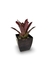 Bromélia Fenda Rosa - Vaso Elegance Quadrado 2 - Café Imperial