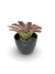 Bromélia Fluorescense - Vaso Elegance Redondo 2 - Preto Onix