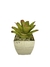 Bromélia Carolinae - Vaso Elegance Quadrado 2 - Travertino