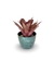 Bromélia Dominó - Vaso Elegance Redondo 3 - Verde Guatemala