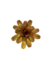 Bromélia Luz do Amanhã - Vaso Elegance Floral - Preto Onix - comprar online