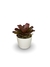Bromélia Toda Linda - Vaso Elegance Redondo 2 - Branco