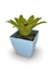 Bromélia Watermelon - Vaso Elegance Quadrado 3 - Azul Bebê