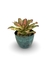Bromélia Multicollor - Vaso Elegance Redondo 3 - Verde Guatemala