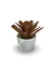 Bromélia Luz que Brilha - Vaso Elegance Redondo 3 - Branco