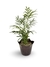 Chamaedorea Elegans - Vaso Elegance Floral - Café Imperial