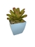Bromélia Carolinae - Vaso Elegance Quadrado 3 - Azul Bebê