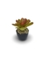 Bromélia Luz do Amanhã - Vaso Elegance Redondo 1 - Preto Onix