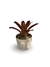 Bromélia Pôr do Sol - Vaso Elegance Redondo 2 - Travertino
