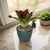 Bromélia Coração Rubro - Vaso Elegance Redondo 1 - Verde Guatemala - comprar online