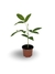 Nativa no Pote - Sombreiro (Clitoria fairchildiana)