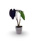 Planta Ornamental - Inhame Preto (Colocasia esculenta) - loja online