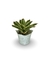 Bromélia Barba Branca - Vaso Elegance Floral - Branco Carrara