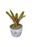 Bromélia Lemon Pepper - Vaso Elegance Redondo 2 - Branco Carrara