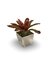 Bromélia Neocollor - Vaso Elegance Quadrado 2 - Travertino