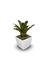 Bromélia Tiger - Vaso Elegance Quadrado 1 - Branco